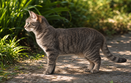 kedi