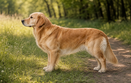 köpek