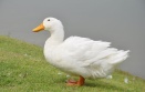 ördek